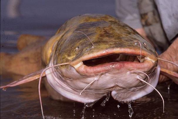 Common river catfish: description Where catfish live in the river