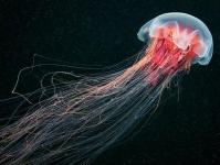 Lauvas krēpes medūza - lielākā medūza pasaulē