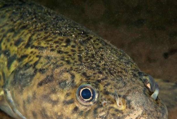 For pre-winter burbot on small rivers