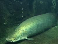 Everything about the giant arapaima from the Amazon