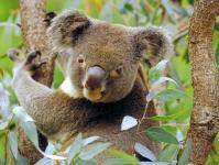 The most interesting facts about the koala