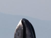Velryba grónská je savec s nejdelší očekávanou délkou života