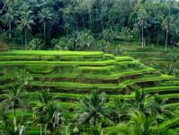 Dovolená na Bali: co je důležité vědět