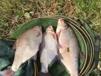 At what water temperature does bream bite in autumn?
