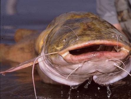 Yaygın nehir yayın balığı: açıklama Yayın balığının nehirde yaşadığı yer