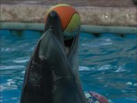 Dolphins - description of life, photos, videos