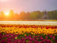 Holland: Tulip fields Holland flower field