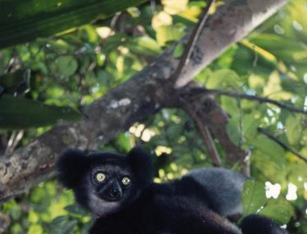 Animals of Madagascar: the unique fauna of the island Pets of Madagascar